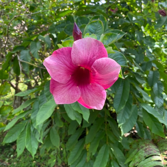 Meet your Posher, Stefanie - Picture 1 of 1